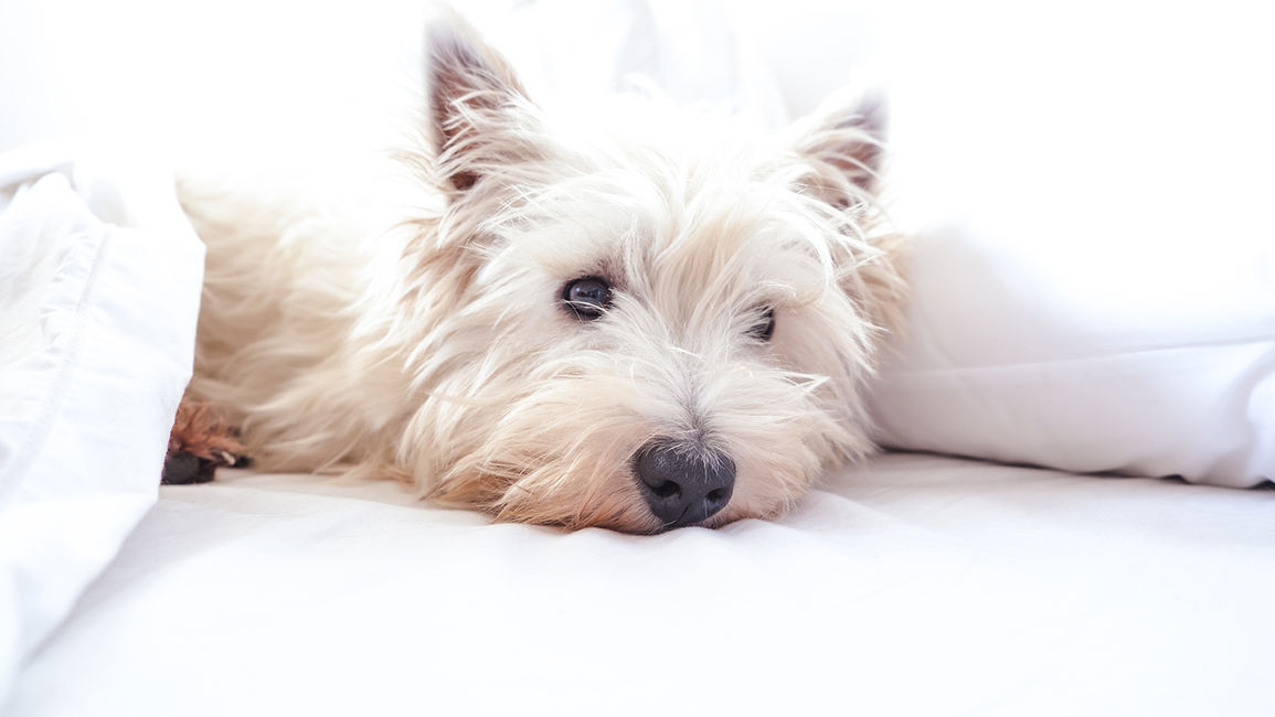 4 Things To Look For In Saskatoon's Pet Friendly Hotels