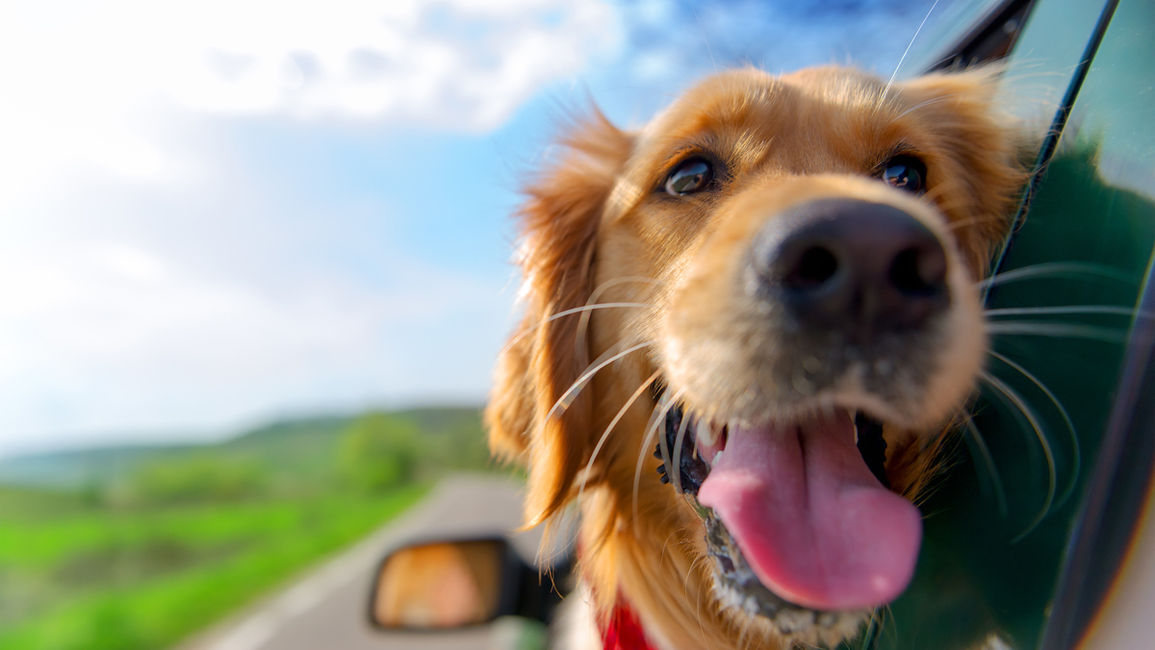 Saskatoon Pet Friendly Hotels: 4 Tips to Look After Fido's Health on the Road