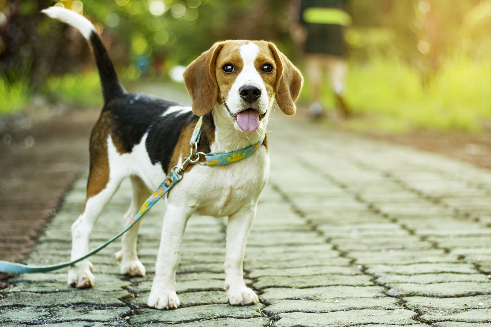 Take Fido for a walk using our hotel's guide.